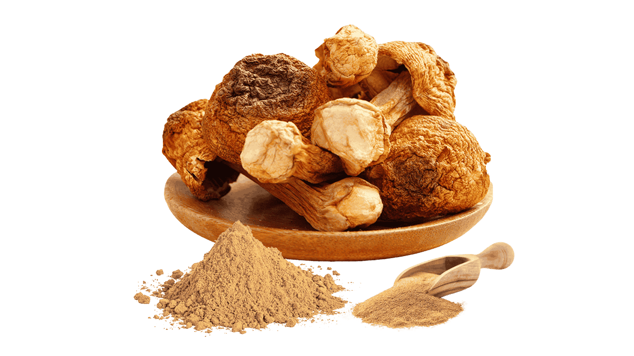 Agaricus Blazei Powder Extract -1