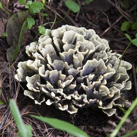 Maitake Mushroom PowderExtract-1