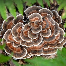 TurkeyTail Mushroom PowderExtract-1