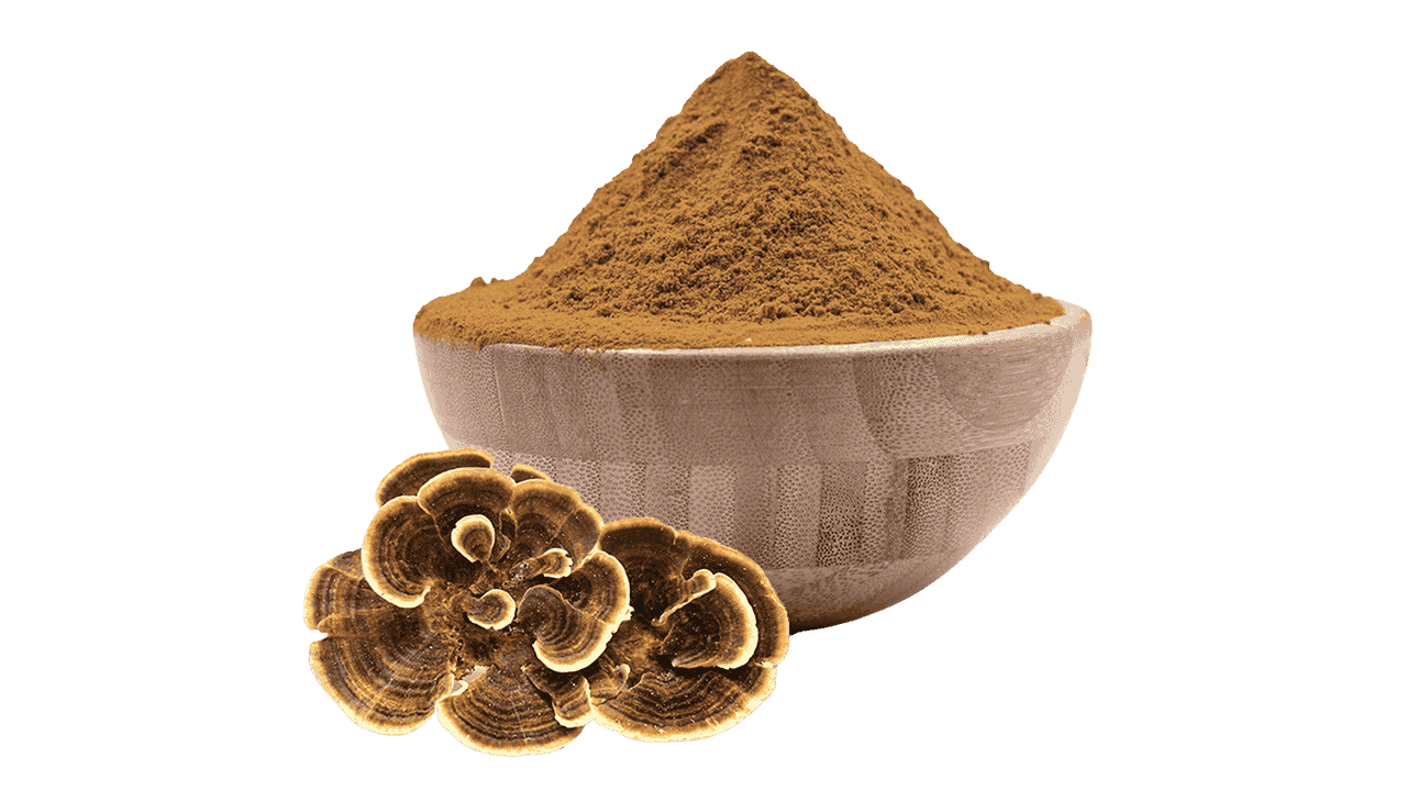 TurkeyTail Mushroom PowderExtract-2