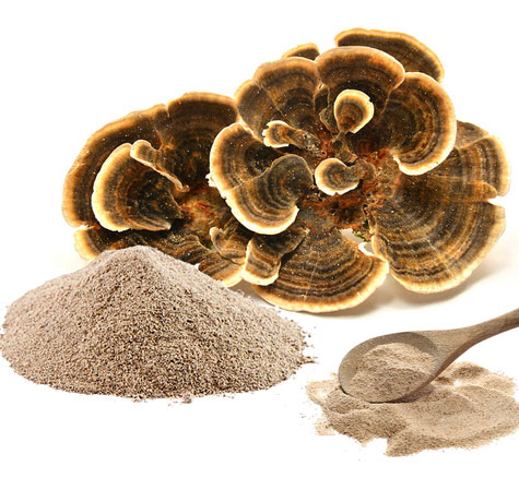 TurkeyTail Mushroom PowderExtract-3